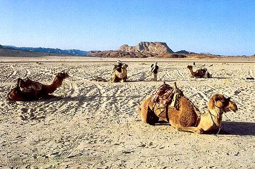 Camels in the Sinai