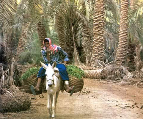 Boy and Donkey in the Bahariya Oasis