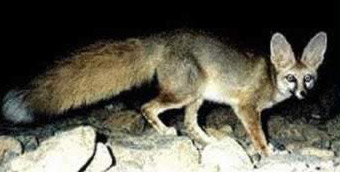 A view of a Blanford's Fox (Vulpes cana)