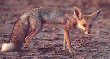 A view of a Ruppell's Sand Fox (Vulpes rueppelli)