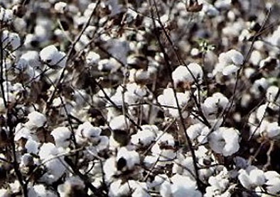 Egyptian long staple Cotton