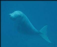 The Dugong uses its powerful tail, not its flippers, to swim