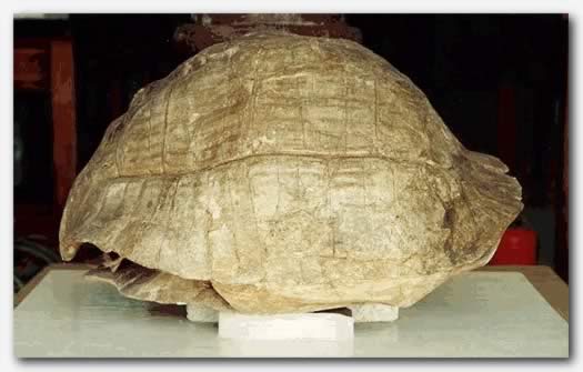 Testudo ammon (Oligocene, Fayoum) 