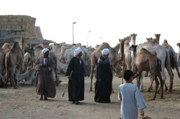 The Cairo Camel Market, known as Birqash