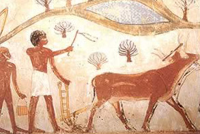 Drawing of Farmers Plowing Field with Two Oxen at the Nakht Tomb in Luxor, Egypt