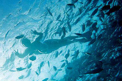 Swimming at Sharm amongst the fish