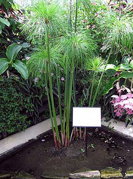 The Cyperus Papyrus plant at Kew Gardens in London