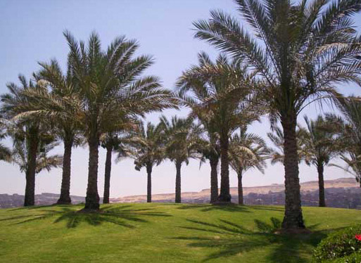 Palm Trees in Alazhar Park
