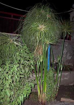 A papyrus plant