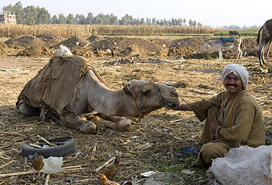 At a Camel Market in the Delta