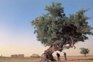 Fig Tree at El Haiz