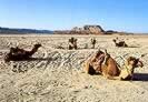 Camels in the Sinai