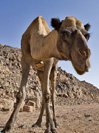 Wild Camel