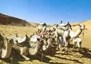 Camels at Aswan